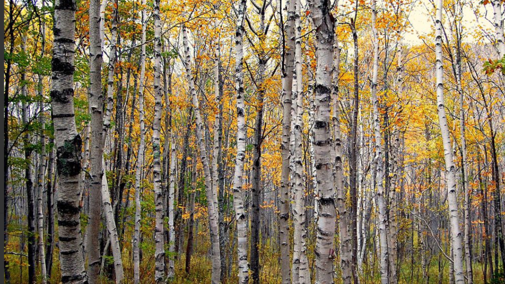 32CA51ED-6EB3-44AC-83B2-E55CBAC45429